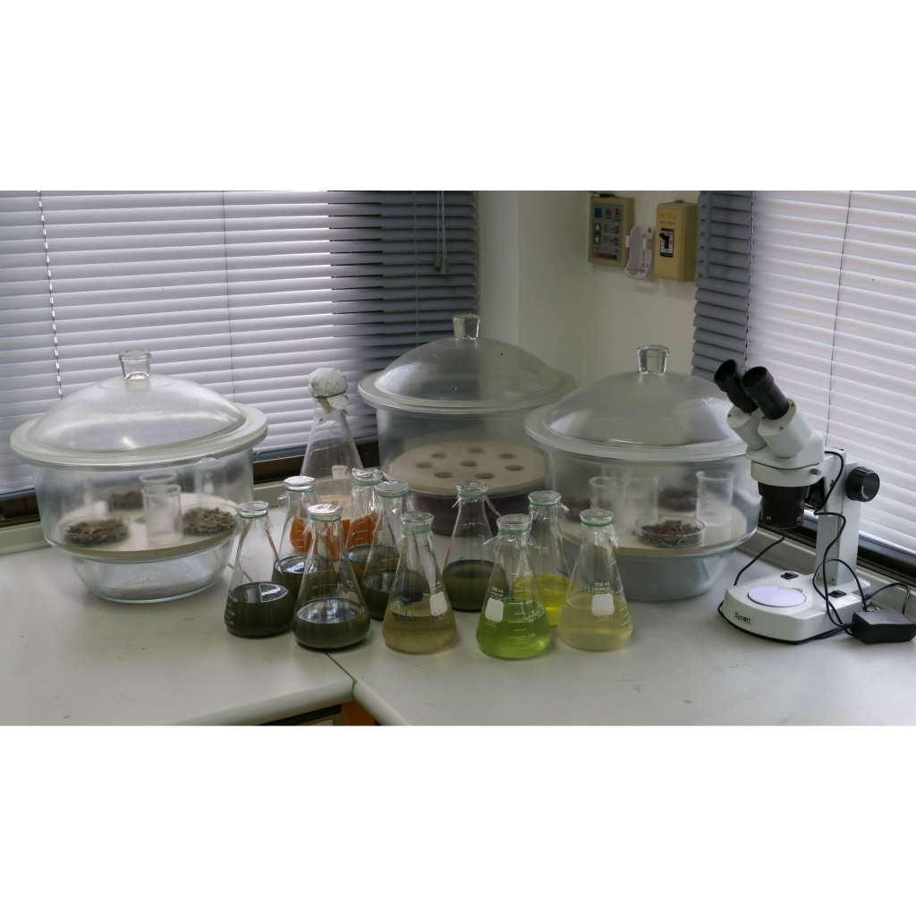 ยากำจัดหนอนทุกชนิด กำจัดหนอนกระทู้ หนอนบุ้ง หนอนชอนใบ หนอนใยผัก ใช้เชื้อบาซิลัส ทูริงเยนซิส (บาซีเร็กซ์) ปลอดภัย 100% - รูปที่ 6