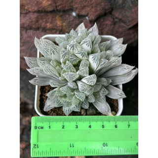 ไม้อวบน้ำ Haworthia Silver swirls ไม้สวยราคาน่ารัก น่าสะสมมาก เหมาะกับมือใหม่[ฮาโวเทีย, ไม้อวบน้ำ, แคดตัส, กระบองเพชร]