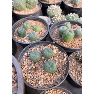 โลโฟ  Lophophora "koehresii ไม้เมล็ด    กระบองเพชร