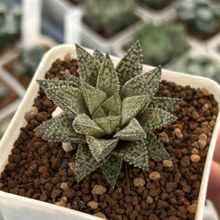 💚ฮาโวเทีย💚haworthia Lupura  ไม้มาใหม่สวยเรา (ฮาโวเทีย, แคคตัส, ไม้อวบน้ำ, กระบองเพชร)