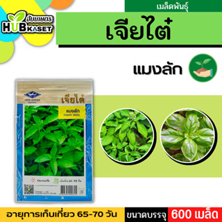 เจียไต๋ 🇹🇭 แมงลัก ขนาดบรรจุประมาณ 600 เมล็ด อายุเก็บเกี่ยว 65-70 วัน