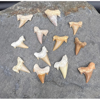 1 Pc Shark Tooth, Otodus Shark Tooth, Fossil Shark Tooth, Fossils, Small Shark Tooth, Shark Teeth, Real Shark Tooth