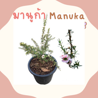 มานูก้า /Manuka/ในกระถาง 5.5 นิ้ว/8นิ้ว ออกดอกสีชมพูขาวทั้งปี พร้อมส่ง