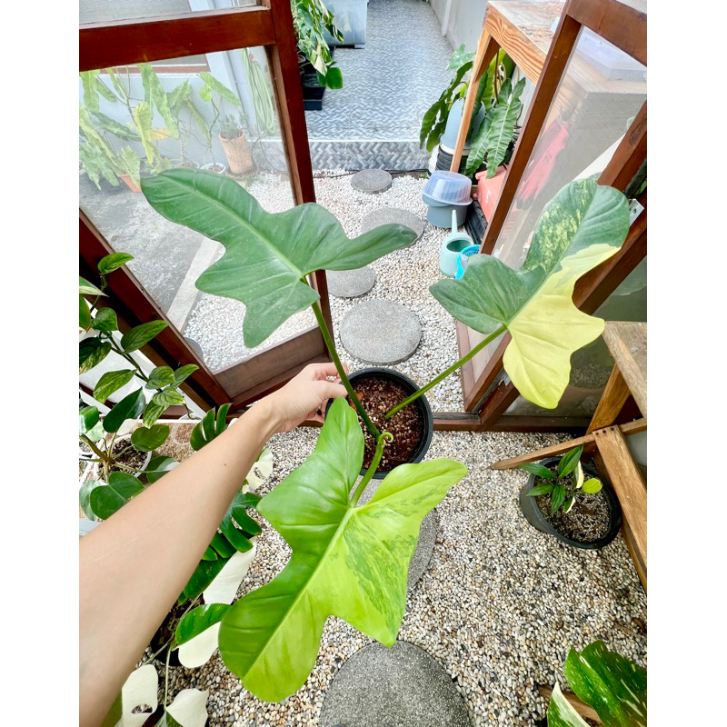 ไวโอลีนด่าง philodendron violin variegated