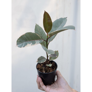 ยางอินเดียด่าง Ficus elastica Ruby (L) ต้นยางอินเดีย ใบสวย ต้นไม้ฟอกอากาศ ต้นไม้มินิมอล ต้นไม้ประดับ