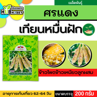 ศรแดง 🇹🇭 ข้าวโพดข้าวเหนียวลูกผสม เทียนหมื่นฝัก F1 ขนาดบรรจุ 200 กรัม อายุเก็บเกี่ยว 62-64 วัน