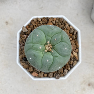 Lophophora,โลโฟโฟร่า,Lophophorafricii,โลโฟเต้าใหญ่