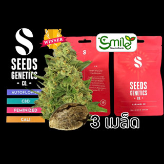 เมล็ดกัญชา Seeds Genetics.Co - Caramel (Fem)