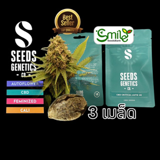 เมล็ดกัญชา Seeds Genetics.Co - CBD Critical (Auto)