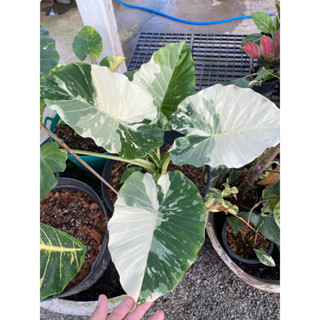 บอนหูช้างด่างขาว Alocasia Gagena Albo 🍀☘️🐘