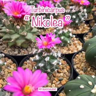 Turbinicarpus nikolae เทอบินิโคลเล่