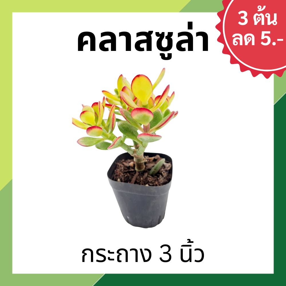 [3 ต้น ลด 5.- ] คลาสซูล่า ต้นดูดทรัพย์ กระถาง 3 นิ้ว Crassula Ovata ต้นไม้สวรรค์ ต้นใบเงิน ต้นไม้แห่งความสุข ดูดทรัพย์