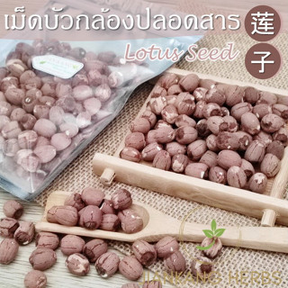 เม็ดบัว เม็ดบัวกล้อง ปลอดสาร ไม่ขัดสี 100 250 กรัม เม็ดบัวไทย Lotus Seed เมล็ดบัว เมล็ดบัวกล้อง มีดีบัว lian zi 莲子