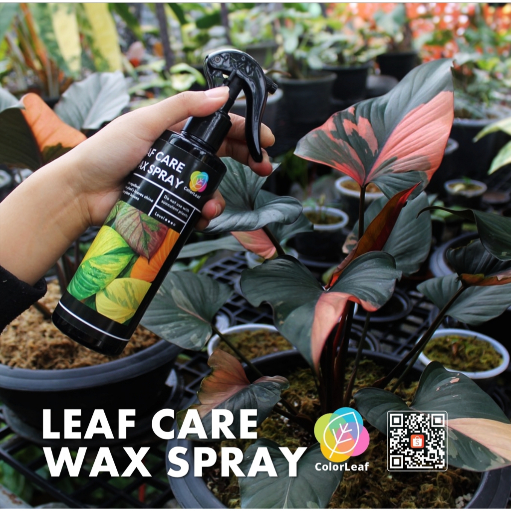 Color Leaf : LEAF CARE WAX SPRAY สเปรย์ บำรุงเคลือบเงาใบ และ ทำความสะอาดใบไม้ ใบมันเงา ลดคราบน้ำ และ ฝุ่นผง
