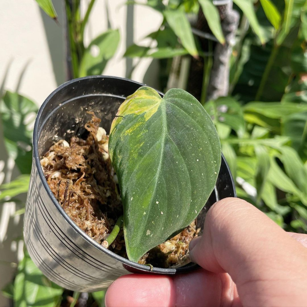 Philodendron Micans variegated