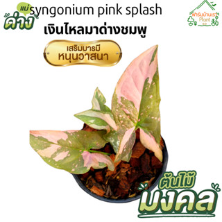 ต้นเงินไหลมา พิ้งค์สแปลช เงินไหลมาด่างชมพู ซินโกเนียมพิ้งค์สแปลช syngonium pink splash ส่งในกระถาง 3 นิ้ว