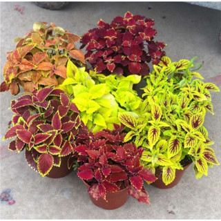 เมล็ดพันธุ์ฤาษีผสม ราชินีใบไม้ Mix Colors Caladium Seeds Bonsai Flower Seeds Air Plants บอนสี เมล็ดบอนสี บอนสีหายาก ต้นไ