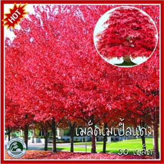 30 เมล็ด เมเปิ้ลแดง acer palmatum atropurpureum เมล็ดเมเปิ้ลแดง เมล็ดเมเปิ้ล เมเปิ้ล