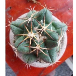 Cake Cactus Farm กระบองเพชร Coryphantha elephantidens ช้างหนามขาว เต้าใหญ่มากๆ ดอกสีชมพูเข้ม