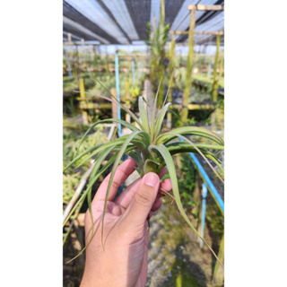 Tillandsia​ concolor​ x​ streptophylla ทิลแลนเซีย