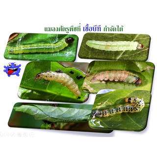 บิวเวอร์เรีย+เมธาไรเซียม +พาซิโลมัยซิส+บีที+ฮอร์โมนพืชทางใบ ชนิดน้ำพร้อมใช้ กำจัดไข่แมลง ตัวแมลง หนอนศัตรูพืช 100%ชีวภาพ