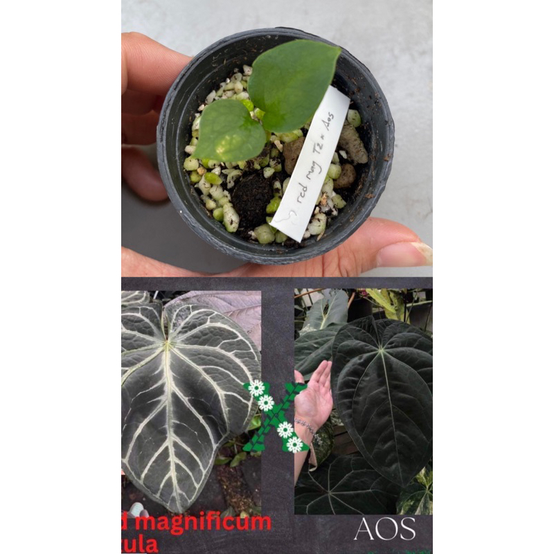 Anthurium red magnificum tezula x aos  (rare)