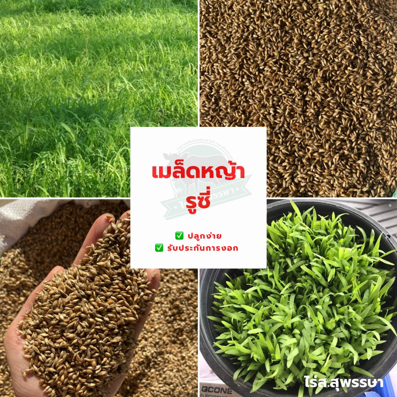 รูซี่ เมล็ดหญ้ารูซี่ *ใหม่ปี69 รับประกันการงอก💯พันธุ์หญ้าเลี้ยงสัตว์ วัวควาย รูซี่คัดเกรด พร้อมปลูก