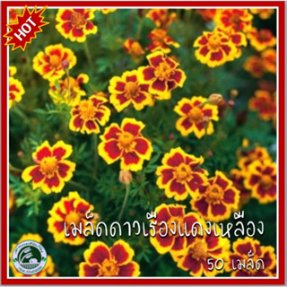 50 เมล็ด ดาวเรืองฝรั่งเศส French Marigold ดาวเรือง เมล็ดดาวเรืองฝรั่งเศส เมล็ดดาวเรือง ดาวเรืองแดงเหลือง