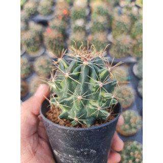 ฮามาโตด่าง (Hamatocactusอยู่ในกระถาง 3"