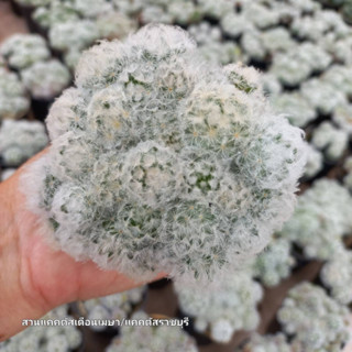 แคคตัสแมมขนนกขาว Mammillaria plumosa  แบบพอต ต้นโต ๆ พร้อมแยก 🌵  ส่งทั้งกระถาง