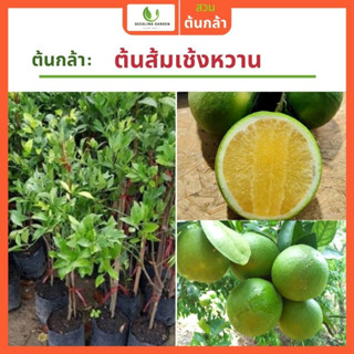 ต้นส้มเช้งหวานเมืองร้อนราคาดีที่สุดในท้องตลาด พันธุ์ผลไม้ สุดยอด ติดผลหลัง 1 ปี พันธุ์มาตรฐาน F1 ต้านทานศัตรูพืชได้ดี