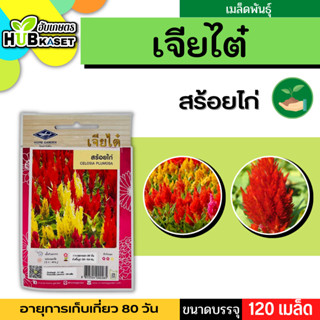 เจียไต๋ 🇹🇭 สร้อยไก่ ขนาดปรรจุประมาณ 120 เมล็ด ระยะเก็บเกี่ยว 80 วัน