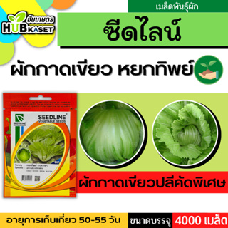 ซีดไลน์ 🇹🇭 ผักกาดเขียวปลีคัดพิเศษ หยกทิพย์ ขนาดบรรจุประมาณ 4000 เมล็ด อายุเก็บเกี่ยว 50-55 วัน