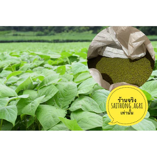 ถั่วเขียวเมล็ดพันธุ์สำหรับปลูก กระสอบ 5 กิโล พันธุ์ KU4 และ ชัยนาท3 พร้อมปลูก