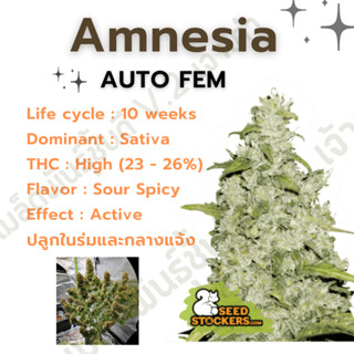 เมล็ดกัญชานอก นำเข้า งานค่าย แท้ 💯 มีแพ็คเกจ เมล็ดพันธ์ุกัญชาสายพันธุ์ Amnesia (ค่ายSeed stockers)