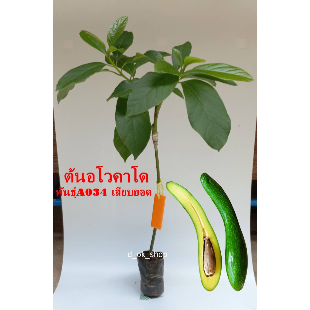 ต้นอะโวคาโด พันธุ์A034 เสียบยอด  สายพันธุ์แท้ 2ปีติดลูก  คัดต้นแข็งแรงส่ง มีเก็บปลายทาง
