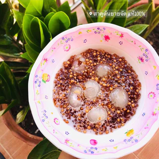 ถูกสุดโล 155฿‼️ สาคูต้นพัทลุงแท้100% (รับประกันเม็ดสวย) เจ้าดังในตำนาน เกรดพรีเมี่ยม รีวิวยืนยันความปัง✅