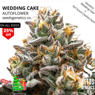 เมล็ดพันธุ์กัญชา นอก Wedding Cake AUTO FEMINIZED ออโต้ เพศเมีย  เมล็ดค่าย แบ่งขาย รับประกัน ตรงปก 💯%