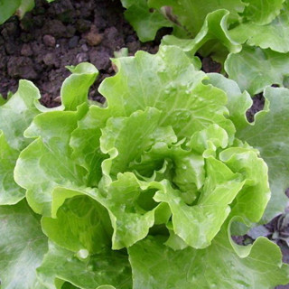 เมล็ดพันธุ์ผักสลัด คุณภาพดี ราคาถูก 100 เมล็ด Lettuce Seeds เมล็ดบอนสี บอนสีหายาก เมล็ดพันธุ์ผัก