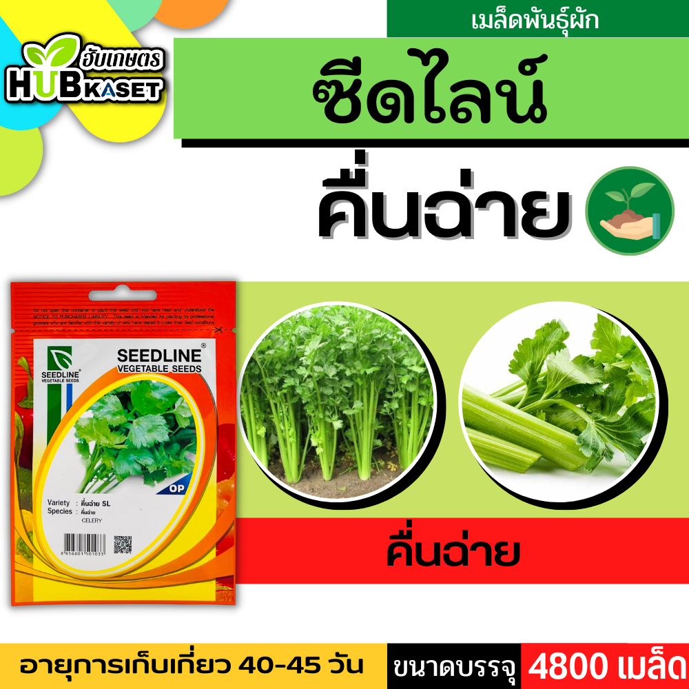 ซีดไลน์ คื่นฉ่าย SL ขนาดบรรจุประมาณ 4800 เมล็ด อายุเก็บเกี่ยว 40-45 วัน