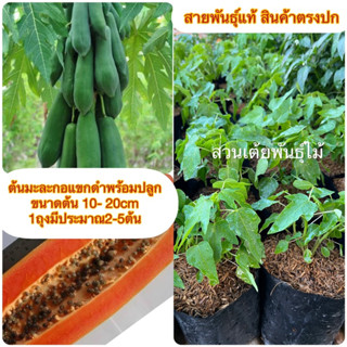 ต้นมะละกอแขกดำพร้อมปลูก ขนาดต้น 10- 20cm 1ถุงมีประมาณ2-5ต้นรับประกันสายพันธ์ุแท้