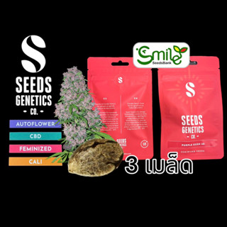 เมล็ดกัญชา Seeds Genetics - Purple Kush (Fem)