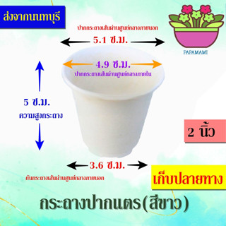 (1000ใบ) papamami กระถางพลาสติก กระถางขาว ปากแตร 2นิ้ว กระดิ่ง กระถางปลูกต้นไม้ กระถางต้นไม้ ที่ปลูกต้นไม้ กระถางแค็คตัส