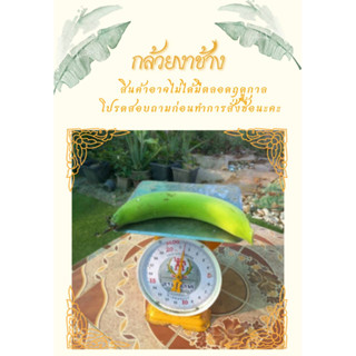 กล้วยงาช้าง Plantain  3 ลูก100 บาท