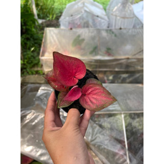 บอนสีทิพวารี ( ได้ต้นตามภาพปกที่ลงนะคะ )