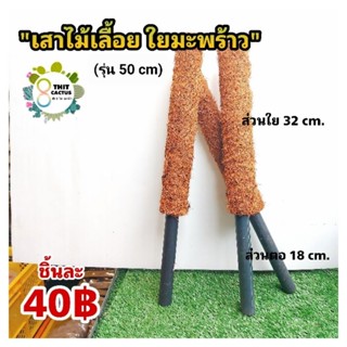 หลักไม้เลื้อย 50 cm.