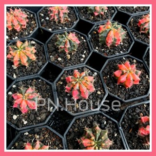 ยิมโนด่าง โคลน Carnelian (อ้วนส้ม) โคลนดังจากเพชรแต้มสี | Gymnocalycium