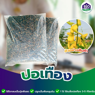 เมล็ดปอเทือง1kg รับประกันการงอก เมล็ดใหม่ปี2566 แห้ง งอกดี เพิ่มไนโตรเจนให้ดิน มีสต๊อกตลอดปี