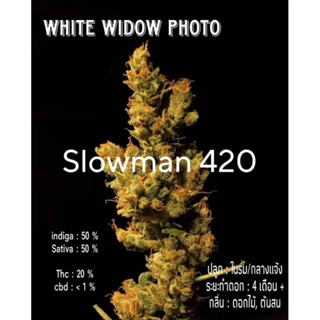 เมล็ดพันธุ์กัญชา White widow photo  สายพันธุ์แท้ เมล็ดแก่ คัดเพศเมีย