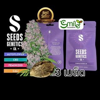 เมล็ดกัญชา Seeds Genetics.Co - Purple Kush (Auto)